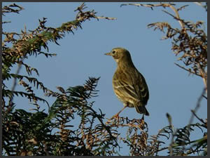 Courtship, Mating and Bringing Up The Family