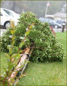 Fallen tree